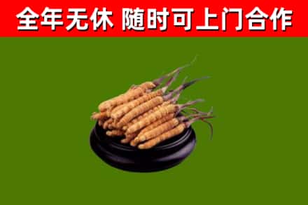常宁市烟酒回收冬虫夏草.jpg